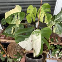 Monstera Albo Half moon 