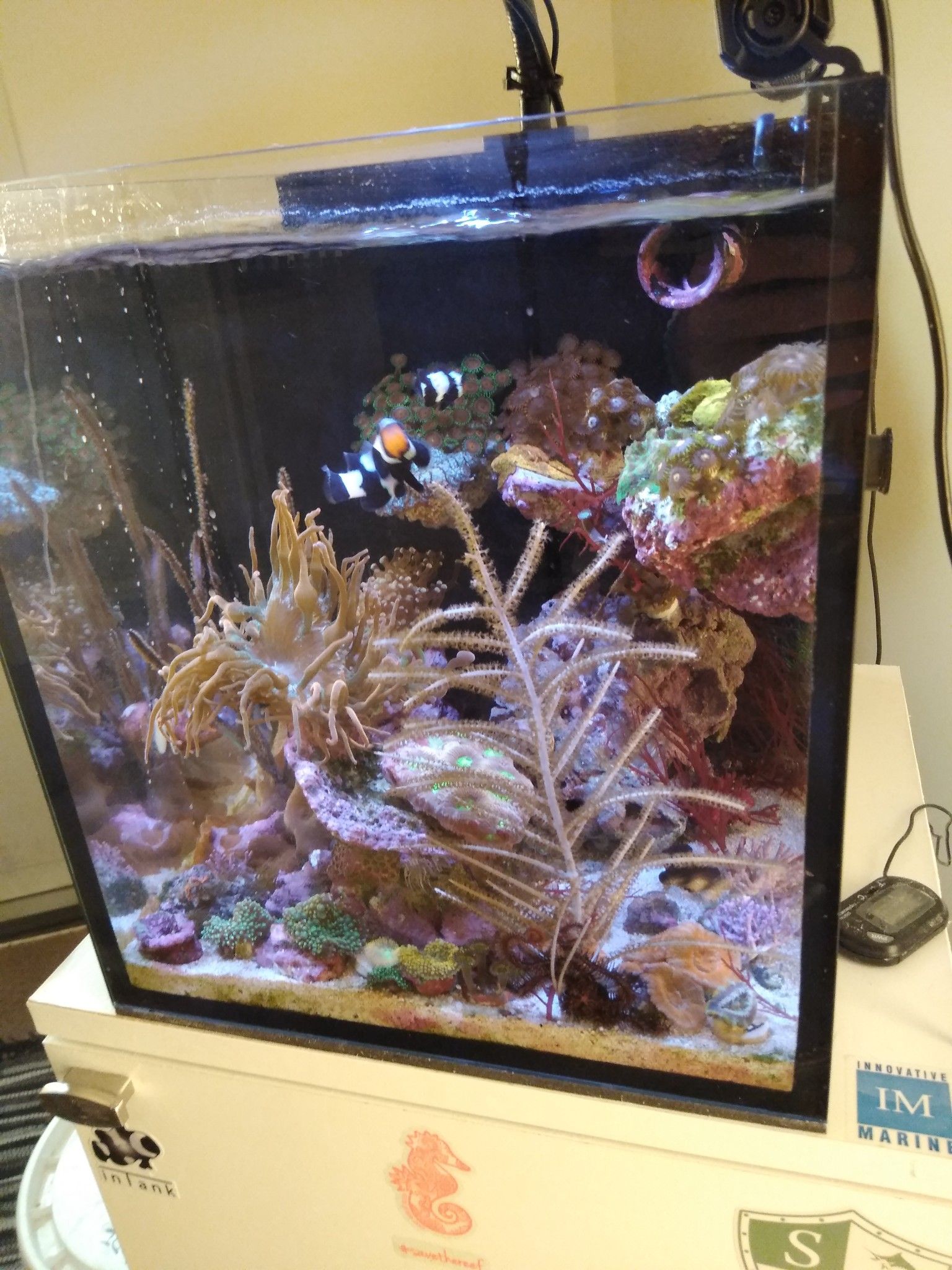 IM Nuvo 10 gallon tank and Kallax Ikea stand aquarium fish for Sale in Aurora, IL OfferUp