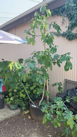 Planta de higo, morado en Salem or