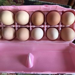 Free range chicken eggs 1-doz