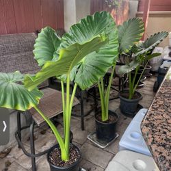 Giant Elephant Plants $45 Each