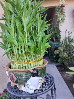 XLG Lucky Bamboos Arrangement $120