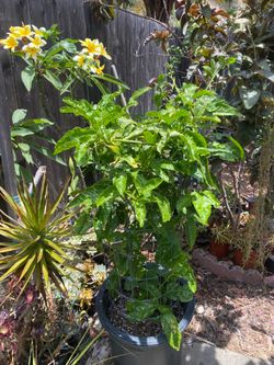 Passion Fruit plant
