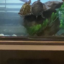 40 Gallon Turtle Tank And Equipment 
