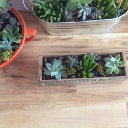 3 Succulent Arrangement 