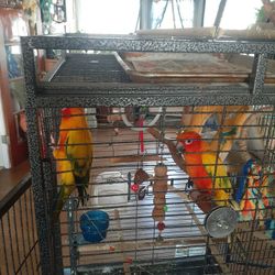 Male And Female Sun Conure And Cage 24x24x5 Ft Tall $1,000 Or Best Offer
