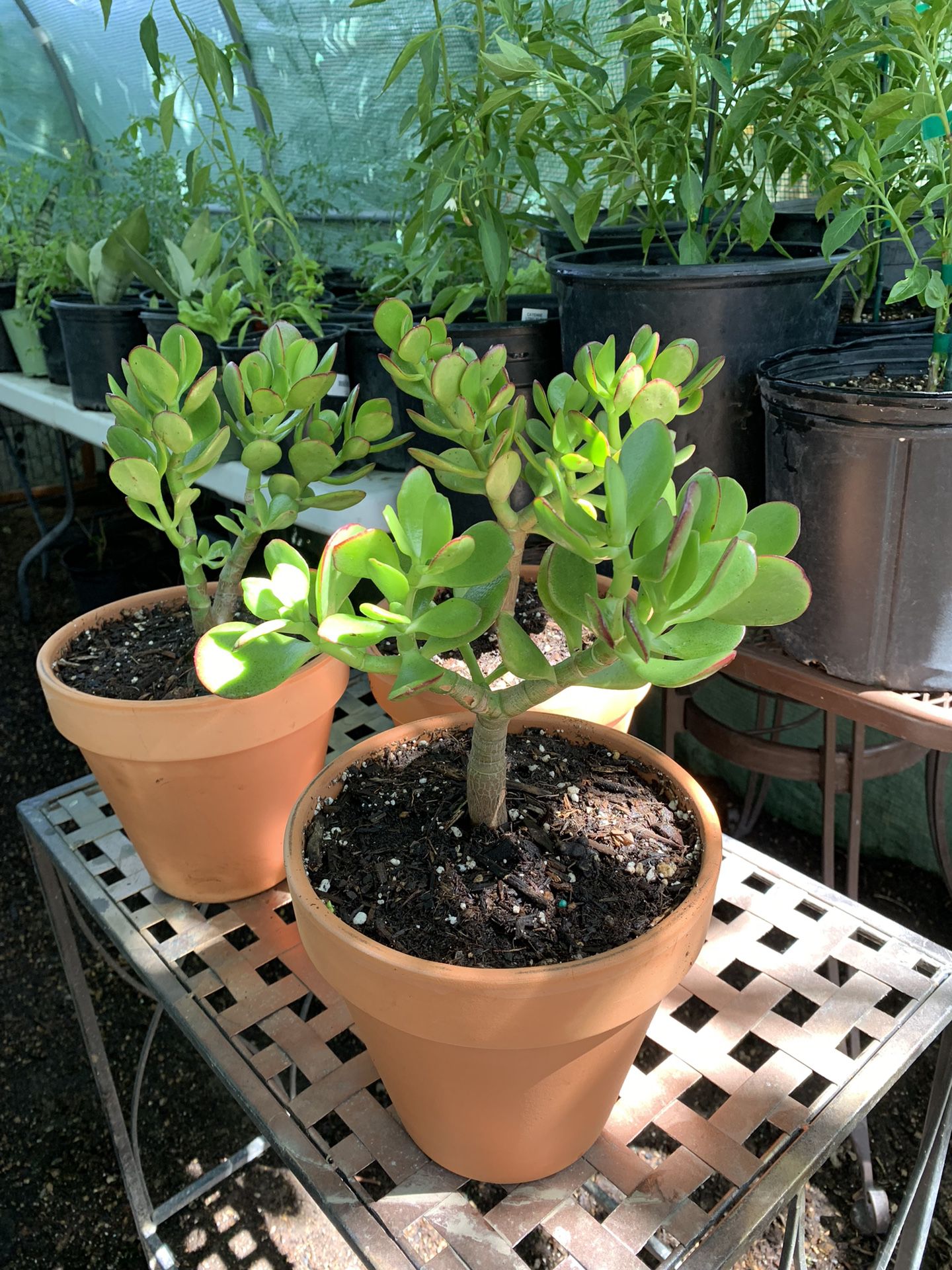 Green Jade Succulent Tree in Terracotta Pot Live Plant