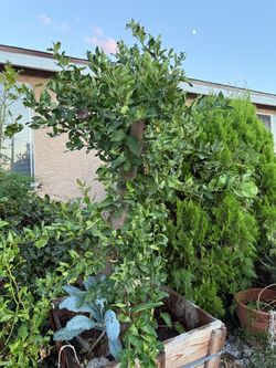 Very large bearss lime tree