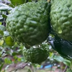 Lime Fruit 