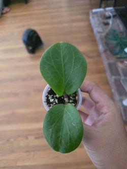 Hoya rhiannon