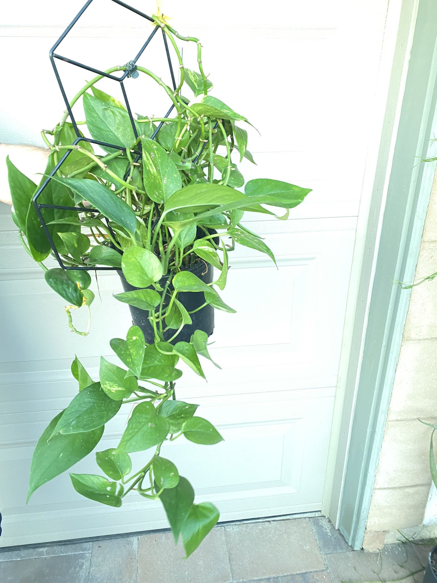 Pothos 1 Gallon Organic In Miramesa 