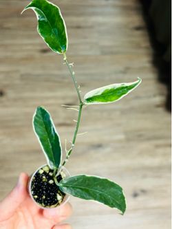 Hoya Kenejiana albo marginata
