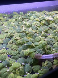 Red Root Floaters