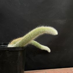 Monkey Tail Cactus 🌵