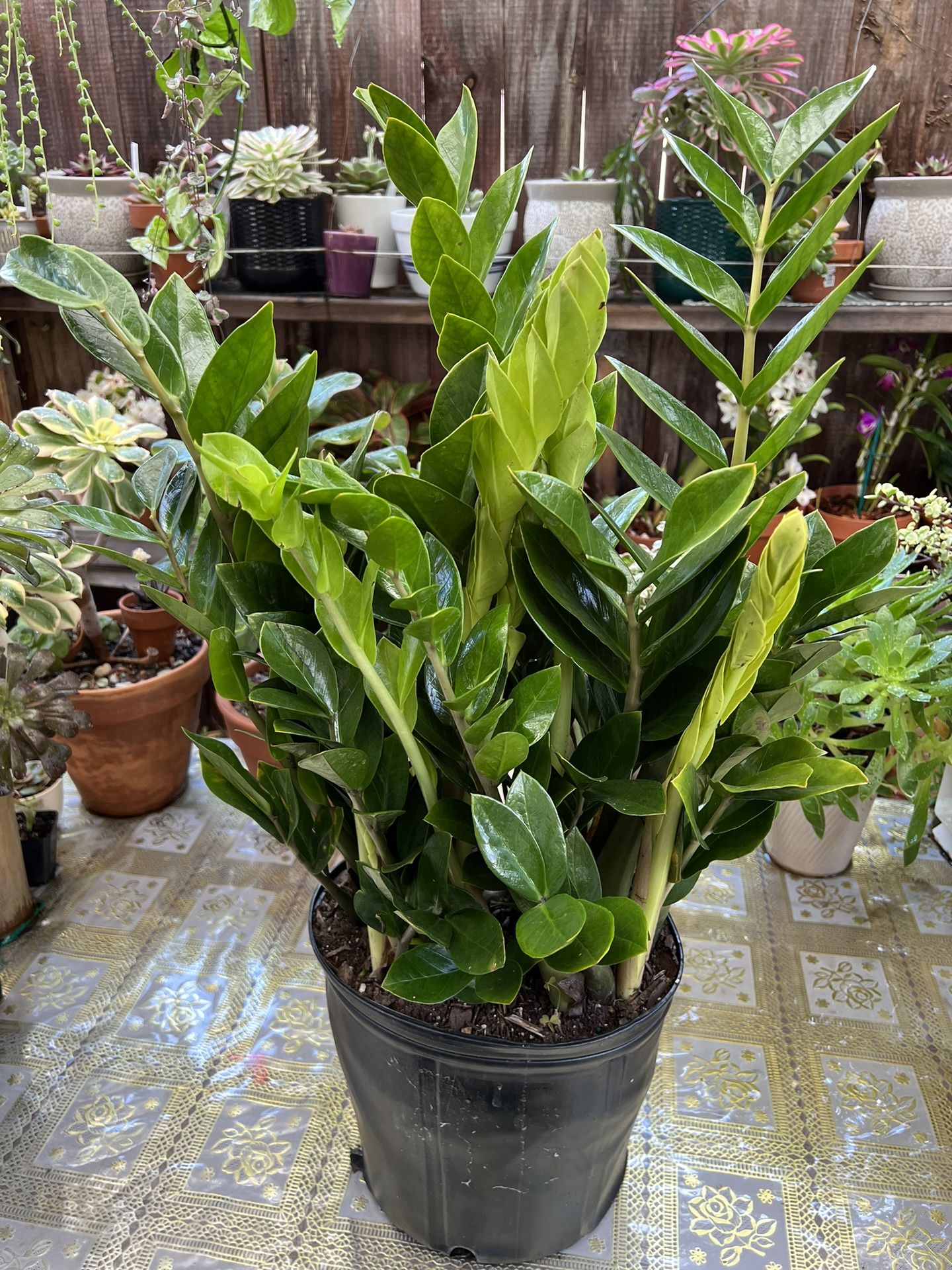 Costa Farms ZZ Plant In 3 Gallon Pot