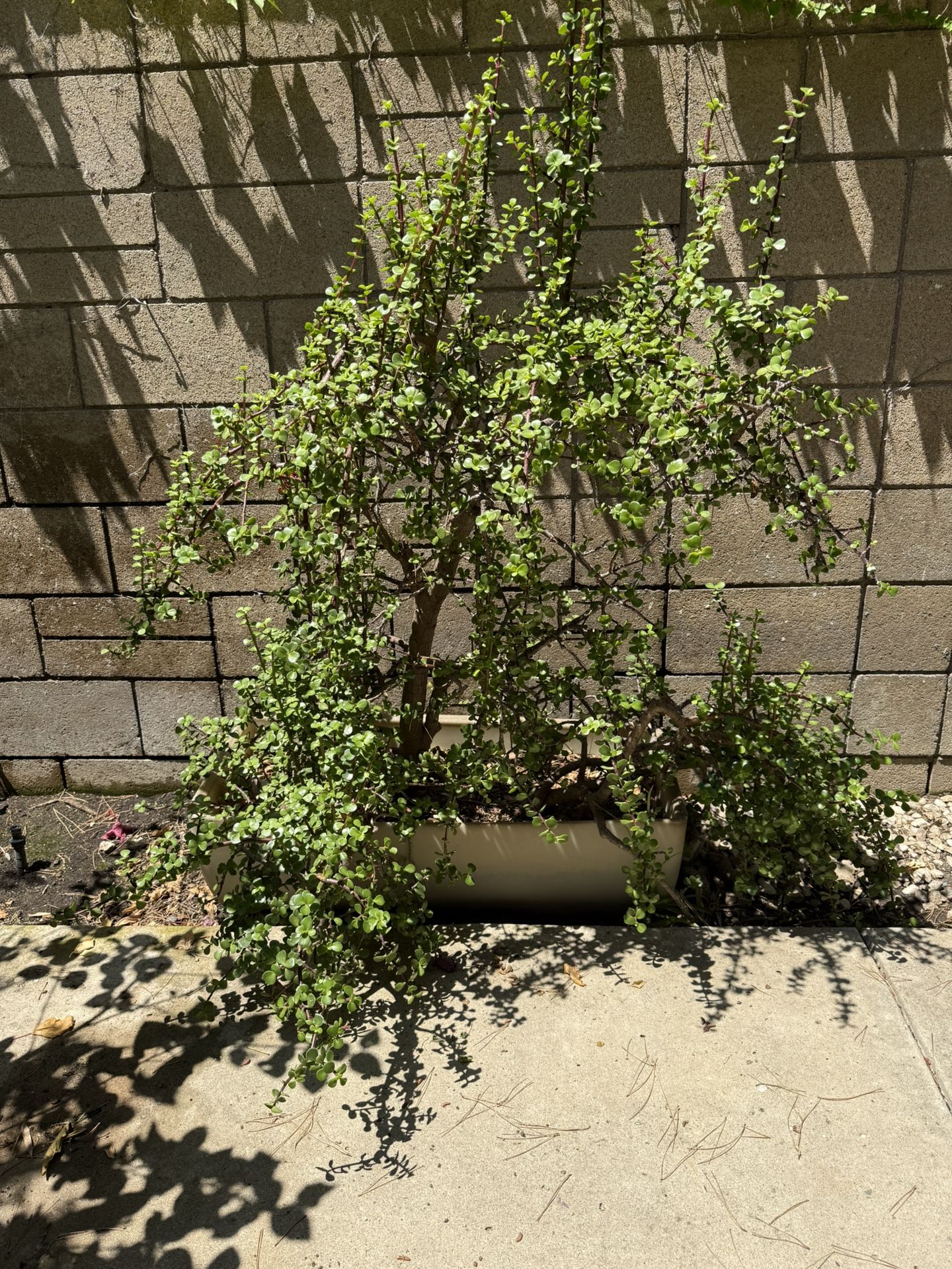 Elephant bush Jade Tree