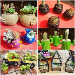 Succulents airplant cactus flower