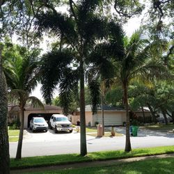 Very Tall Foxtail    FREE. Come Dig It Up