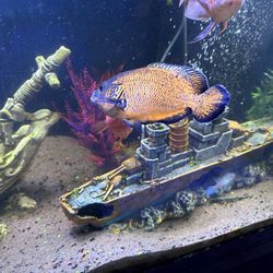 Tiger Oscar Fish Tank