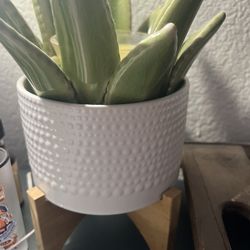 agave stachel gestochen Agave striata var. nana