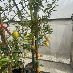 Eureka Lemon Tree