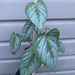 philodendron sodiroi 4” pot 
