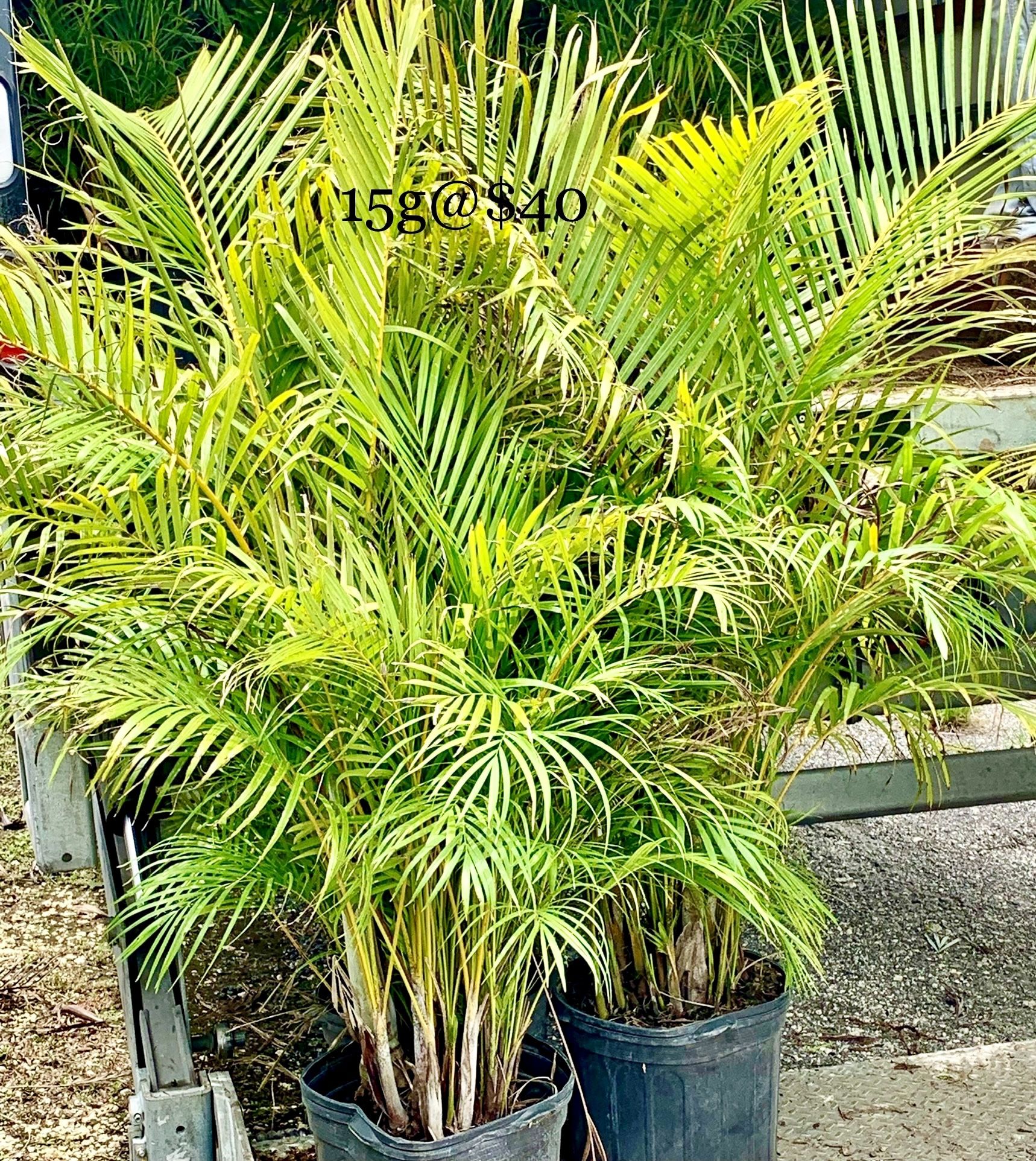 Areca 15g full