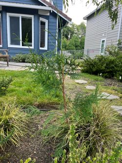 Small Cedar Tree