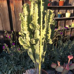 Euphoria Cactus