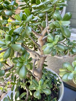 Beautiful Jade Plant
