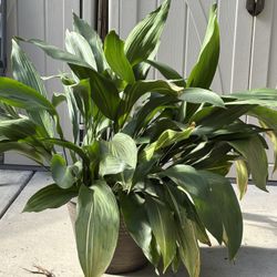 Plant.  Approx 16” Pot. Plant Is About 3feet Max 