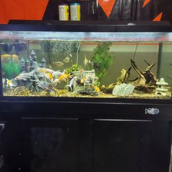 75 Gallon Aquarium, Stand, Accessories, Fish Included