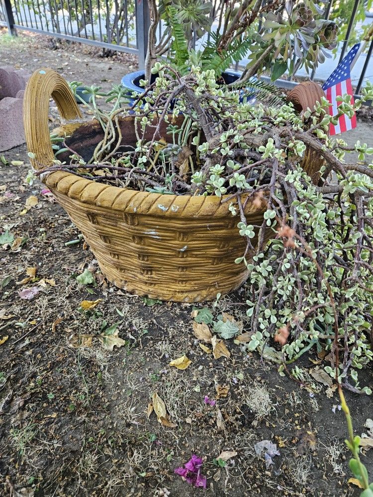 Pots With Succulents 