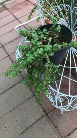 Elephant hanging plant