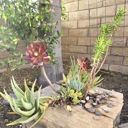 Succulents and cactus variety