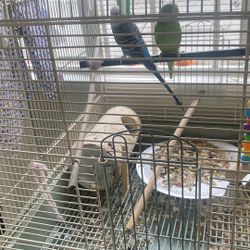 Pájaros 