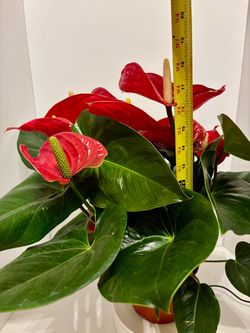 Red anthurium plant