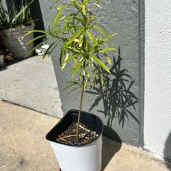 Cascabela thevetia - Yellow Oleander, Lucky Nut Tree