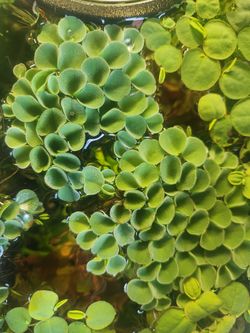 Salvinia Cucullata – Live Floating Aquarium Plant