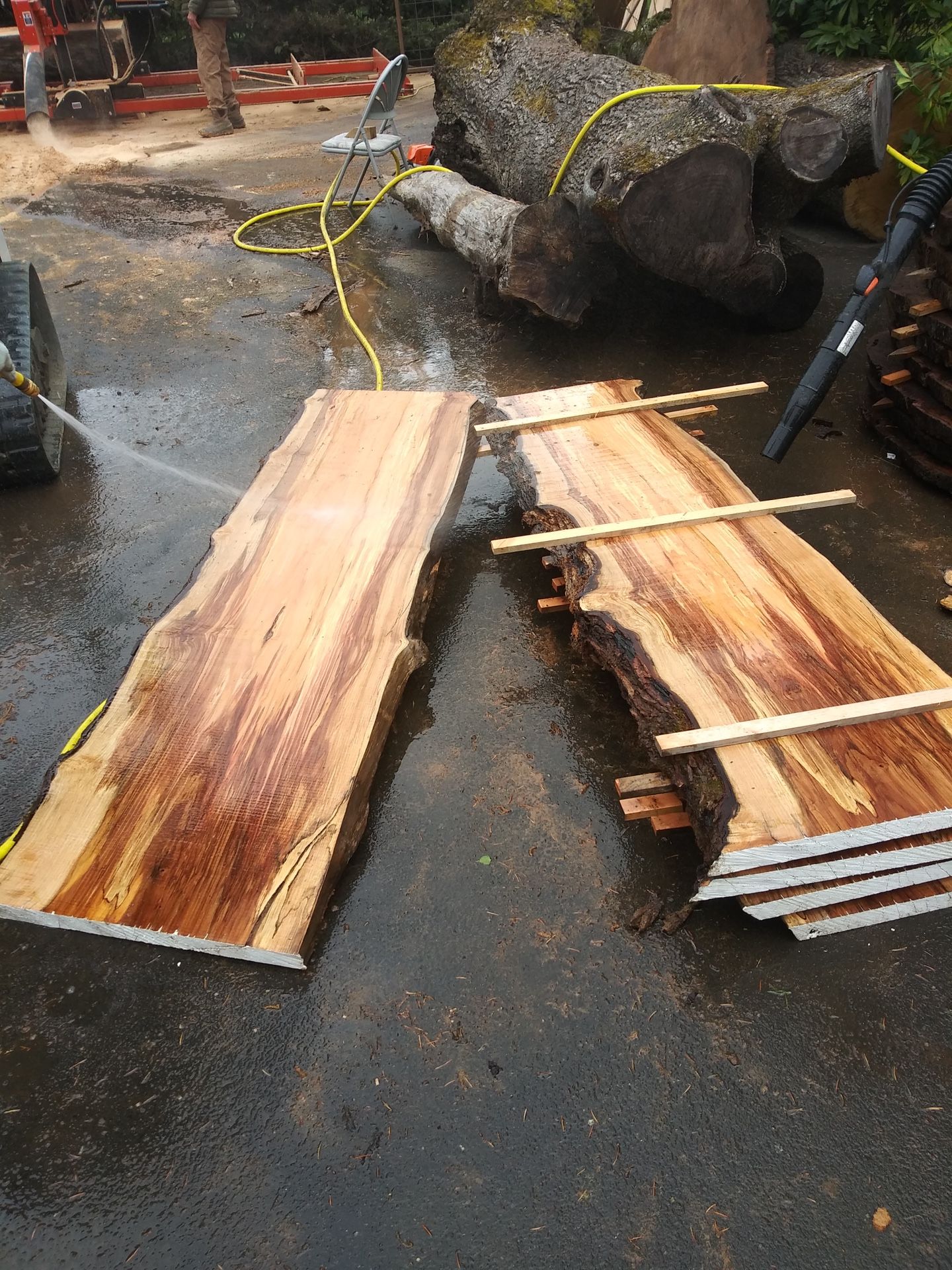 Live edge spalted maple, 6 ,7 In Two Thick.