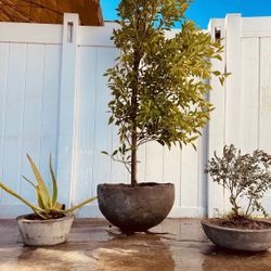 Rustic Handmade Cement Pots 