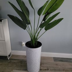 Decorative Plant