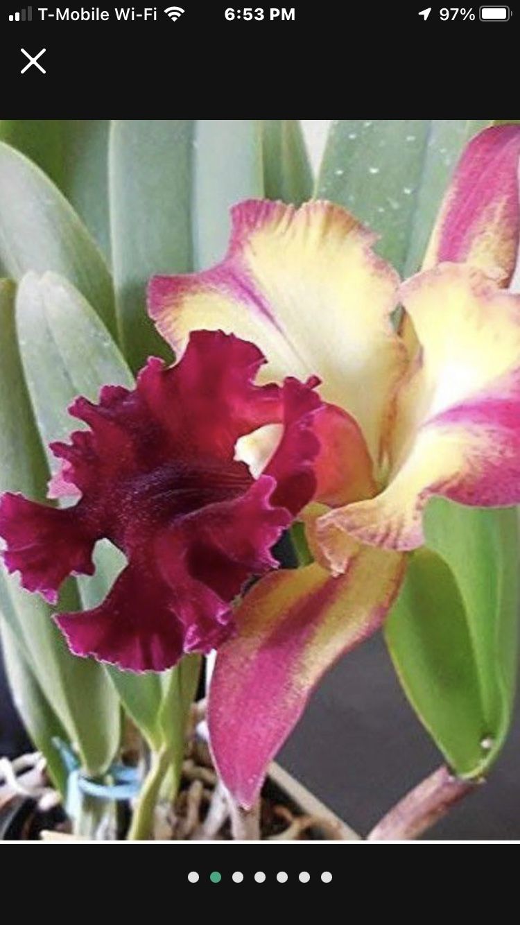 Cattleya Orchid Live Plant All Colors