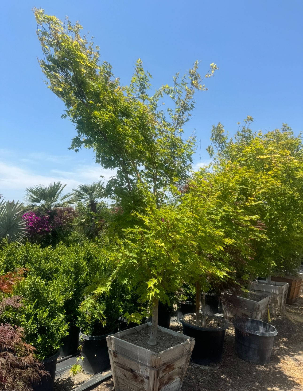 Sango Kaku Japanese Maple Tree