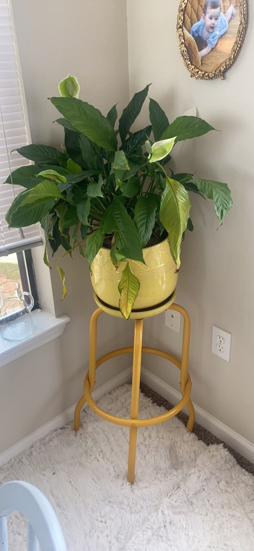 Plant, Stand, And Pot 