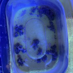 Pulsing Xenia Coral