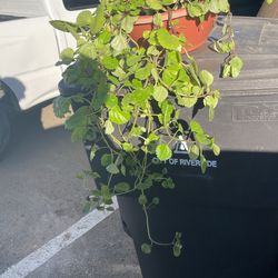 Shade Plant Hanging