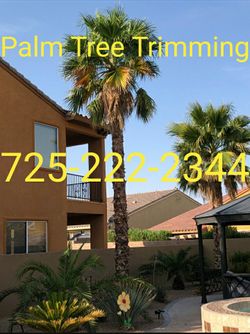 Palm Tree Trimming 