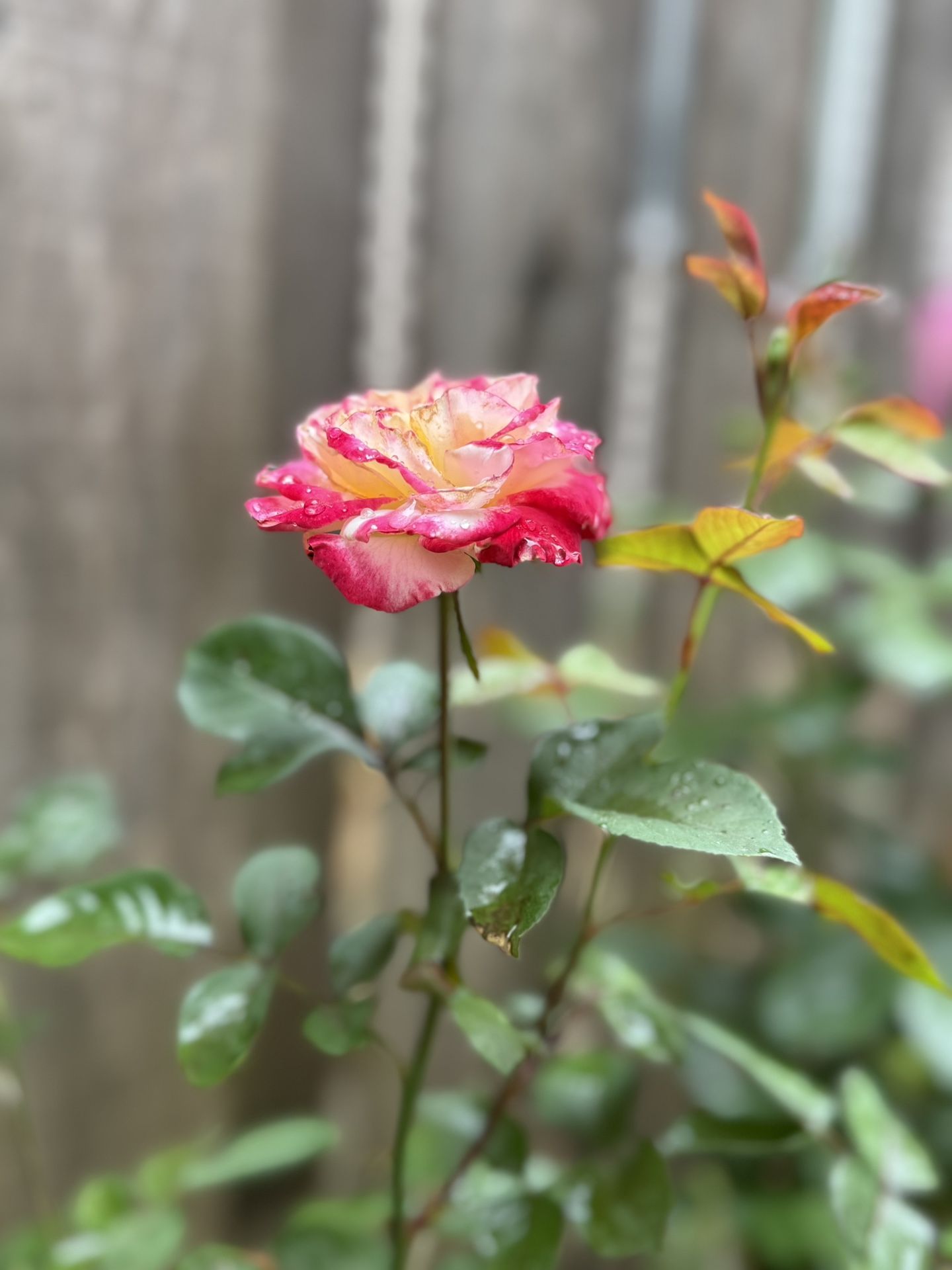 Roses in Pots