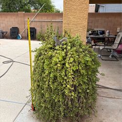 4.5’ Beautiful Plant in Colbalt Blue Pot - Healthy Plant
